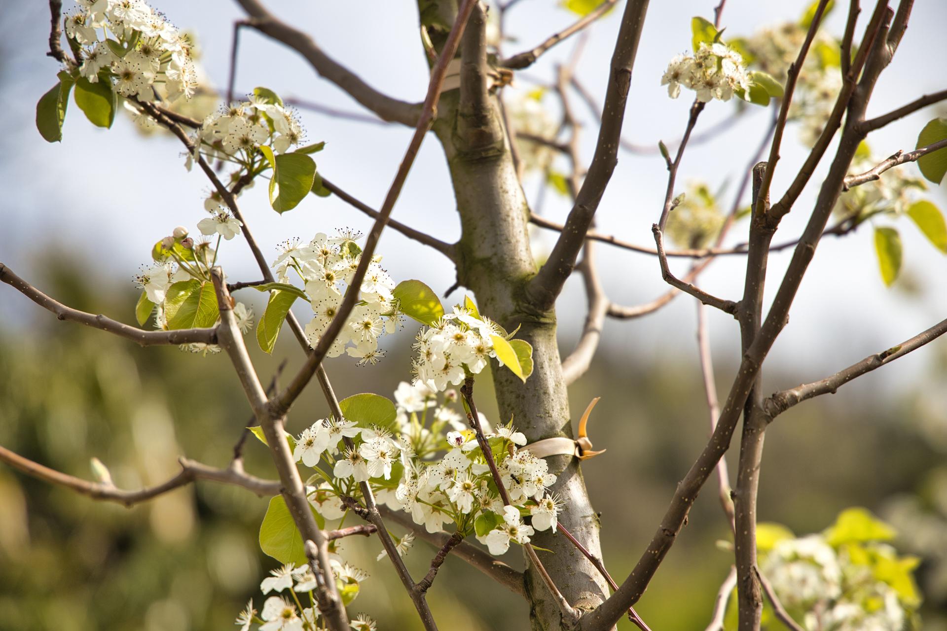 Villa Negrotto Cambiaso, villa storica a Serra Riccò, Genova