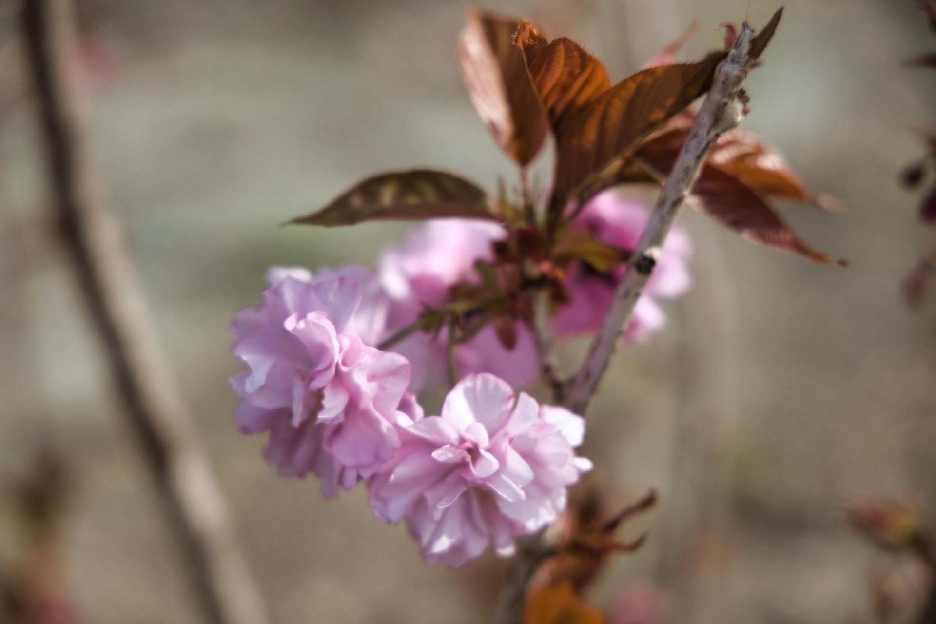 Villa Negrotto Cambiaso, villa storica a Serra Riccò, Genova