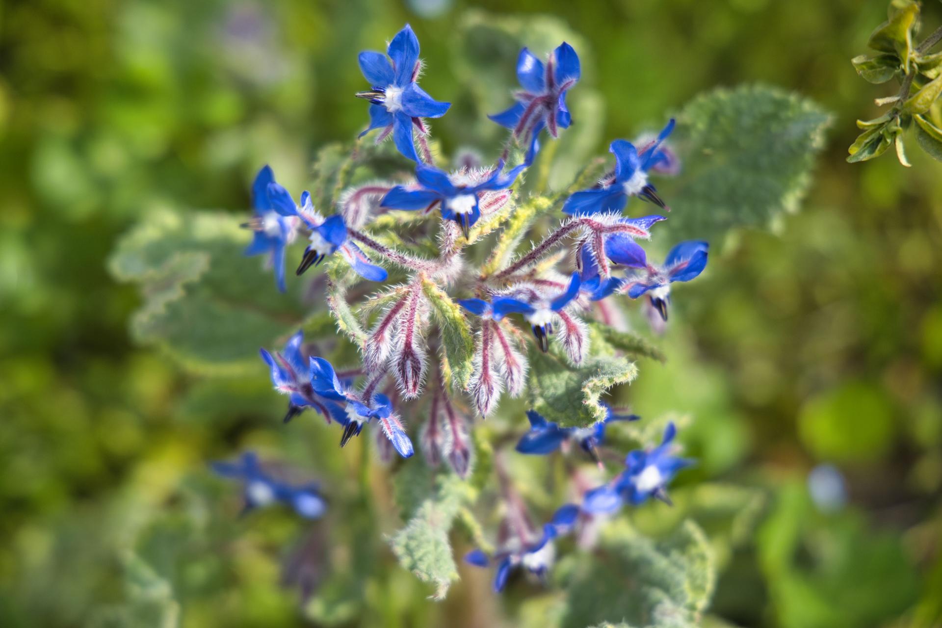 Villa Negrotto Cambiaso, villa storica a Serra Riccò, Genova